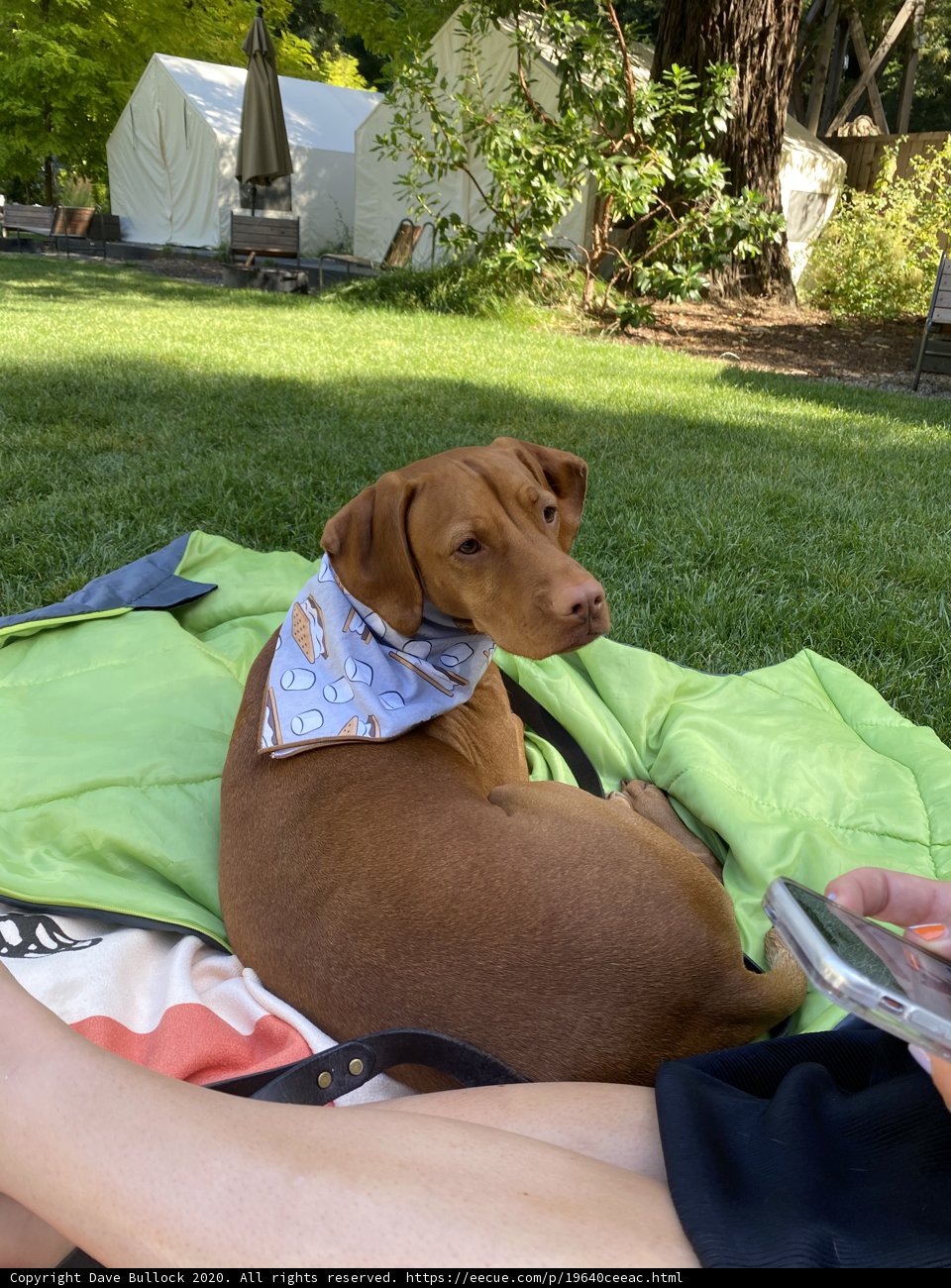 Canine Relaxation in the Park