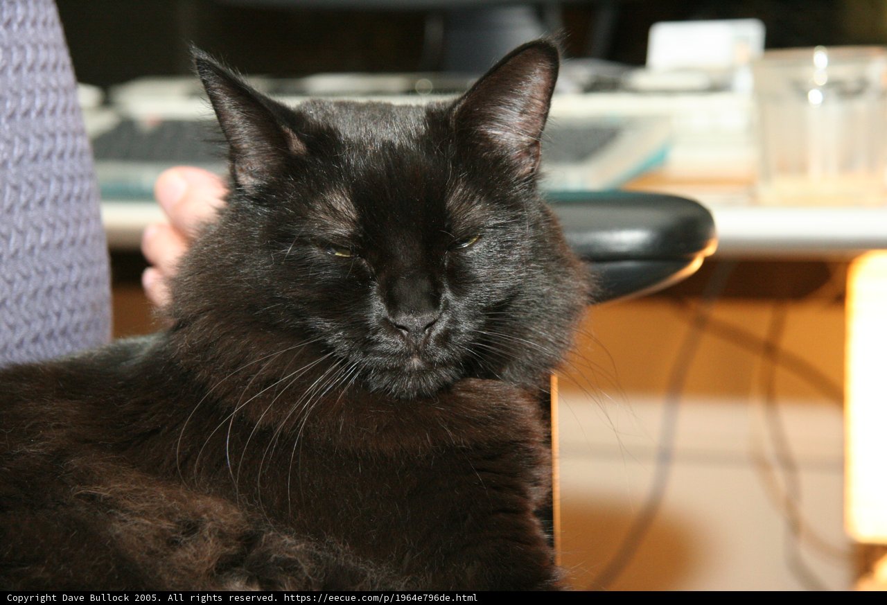 The Intriguing Black Cat