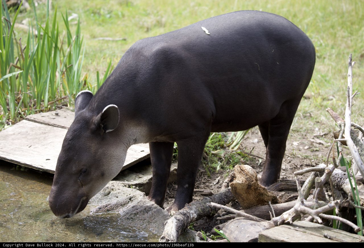 Thirst-Quenching Moment at SF Zoo