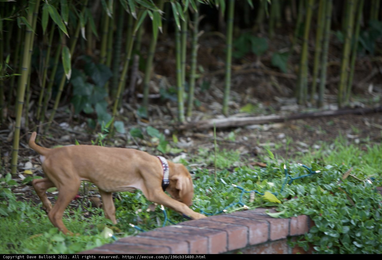 Garden Pooch on the Scavenger Hunt