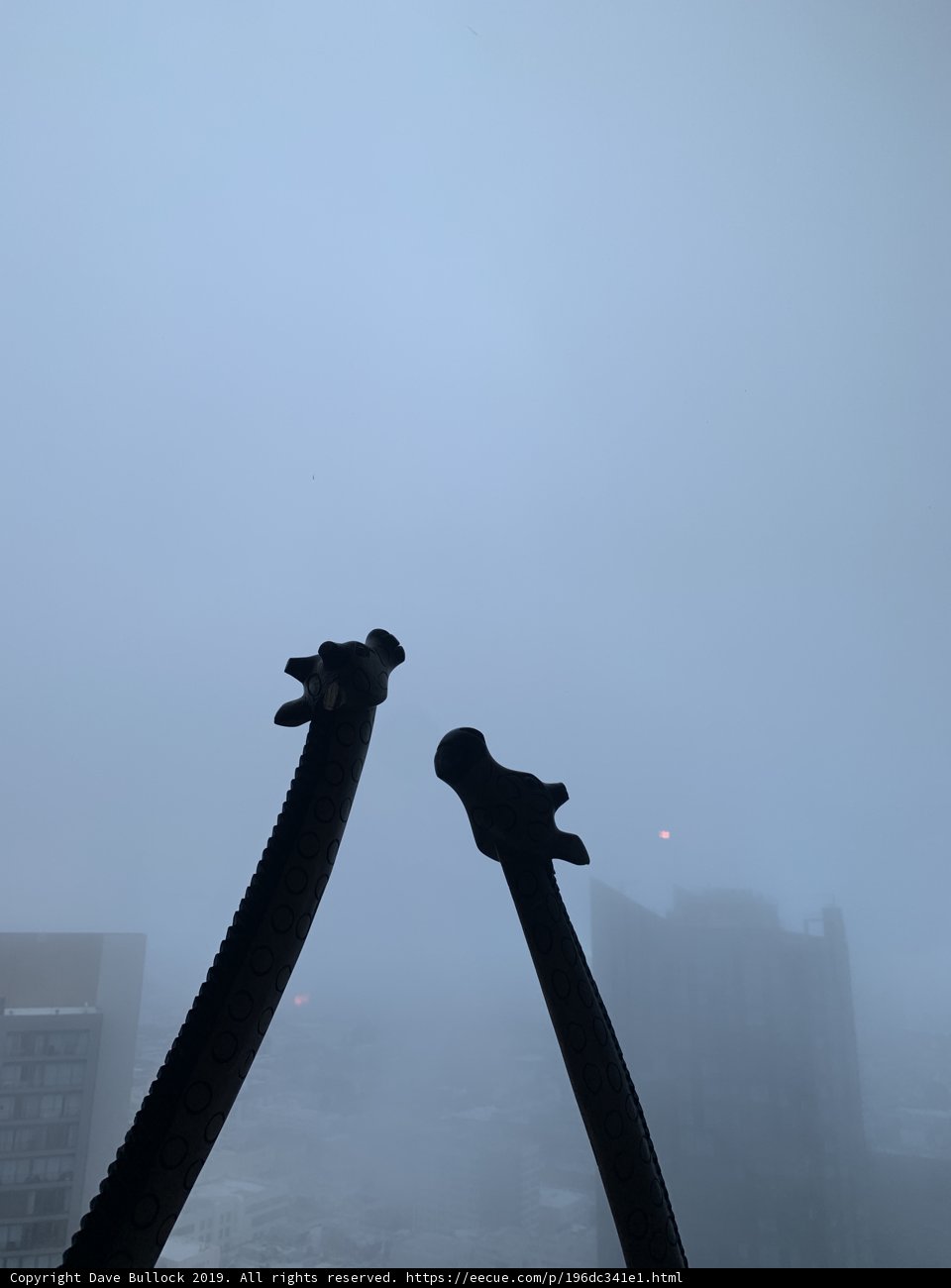 Giraffes Among Skyscrapers