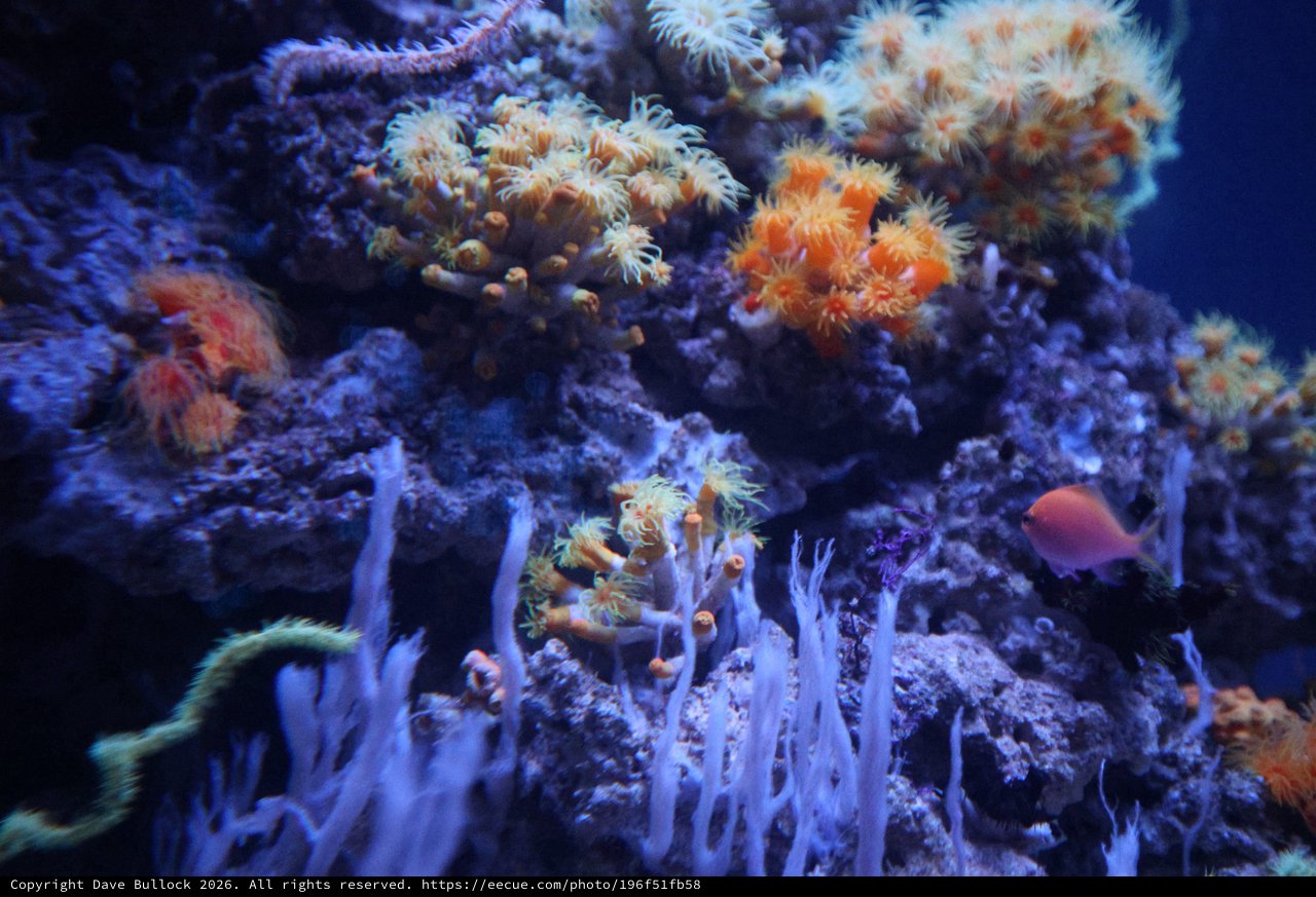 Vibrant Coral Reef Ecosystem in Deep Blue Waters