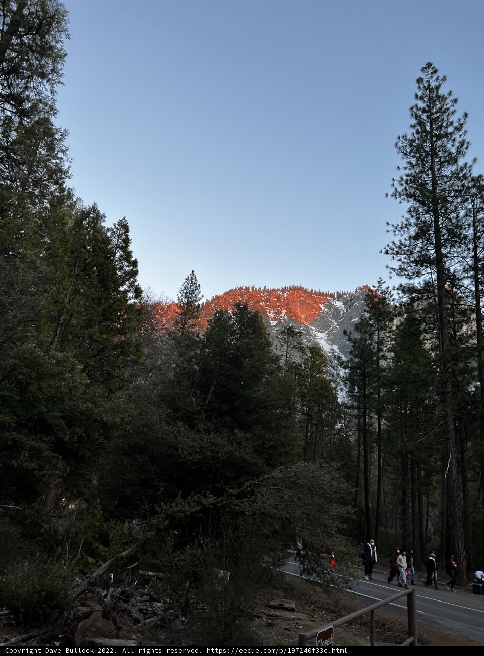 Hiking Amongst Majestic Conifers