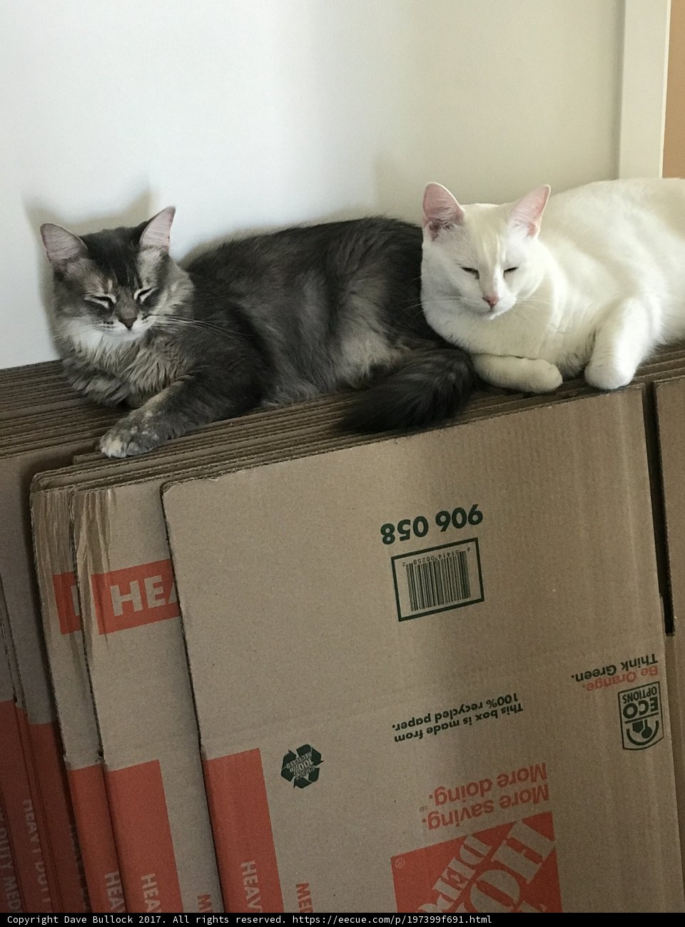 Boxed In