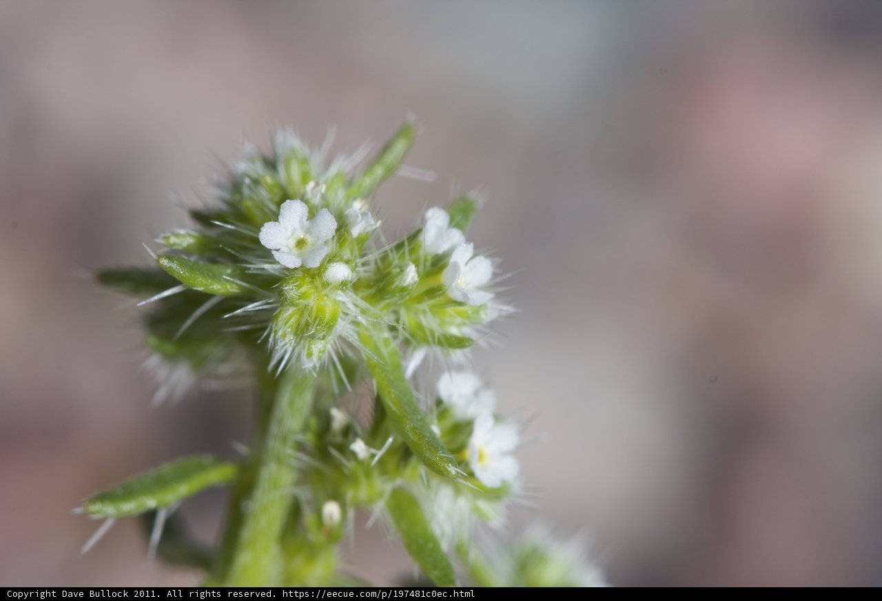 Delicate White Blooms