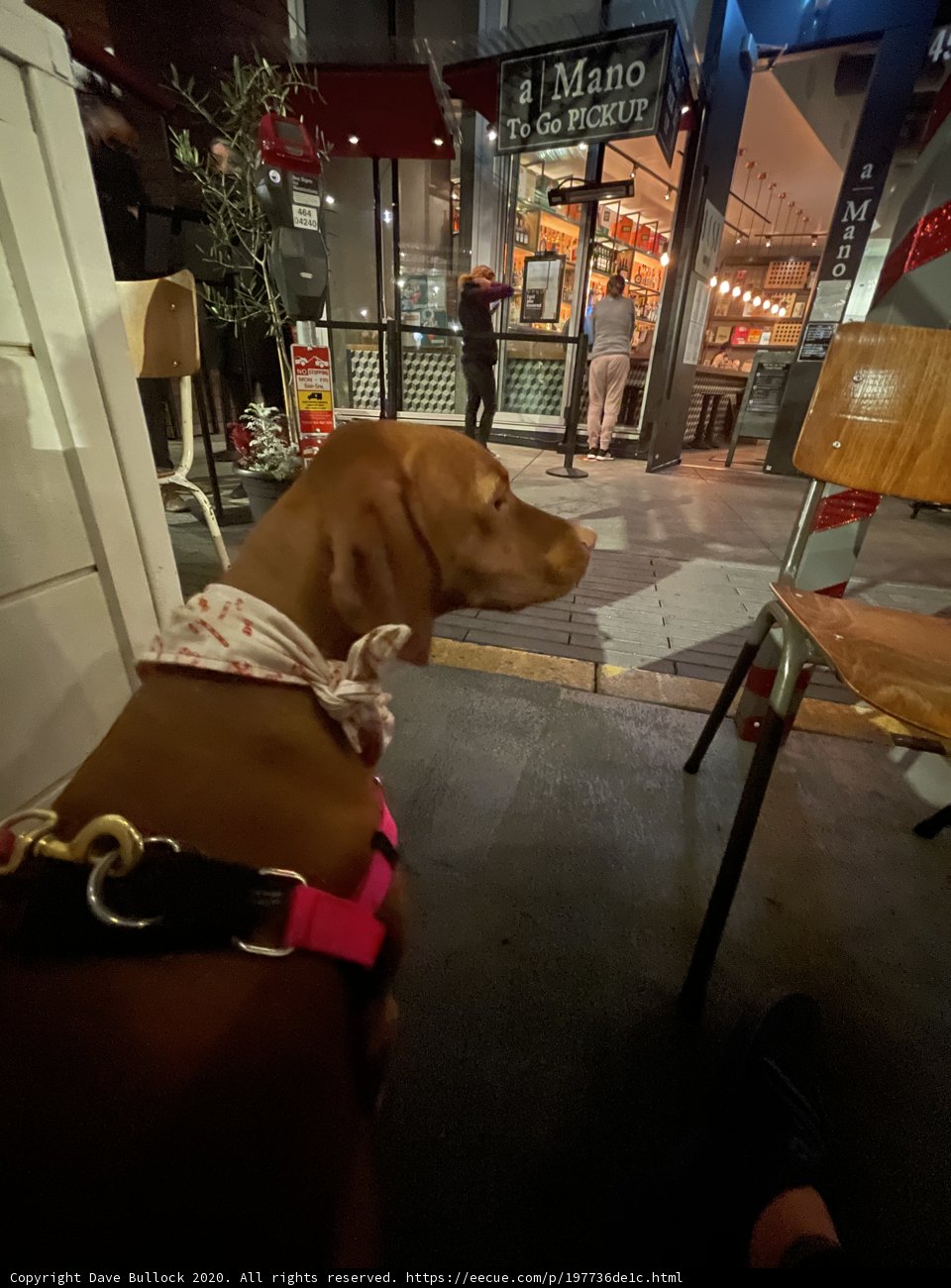 Pink Bandana Pup