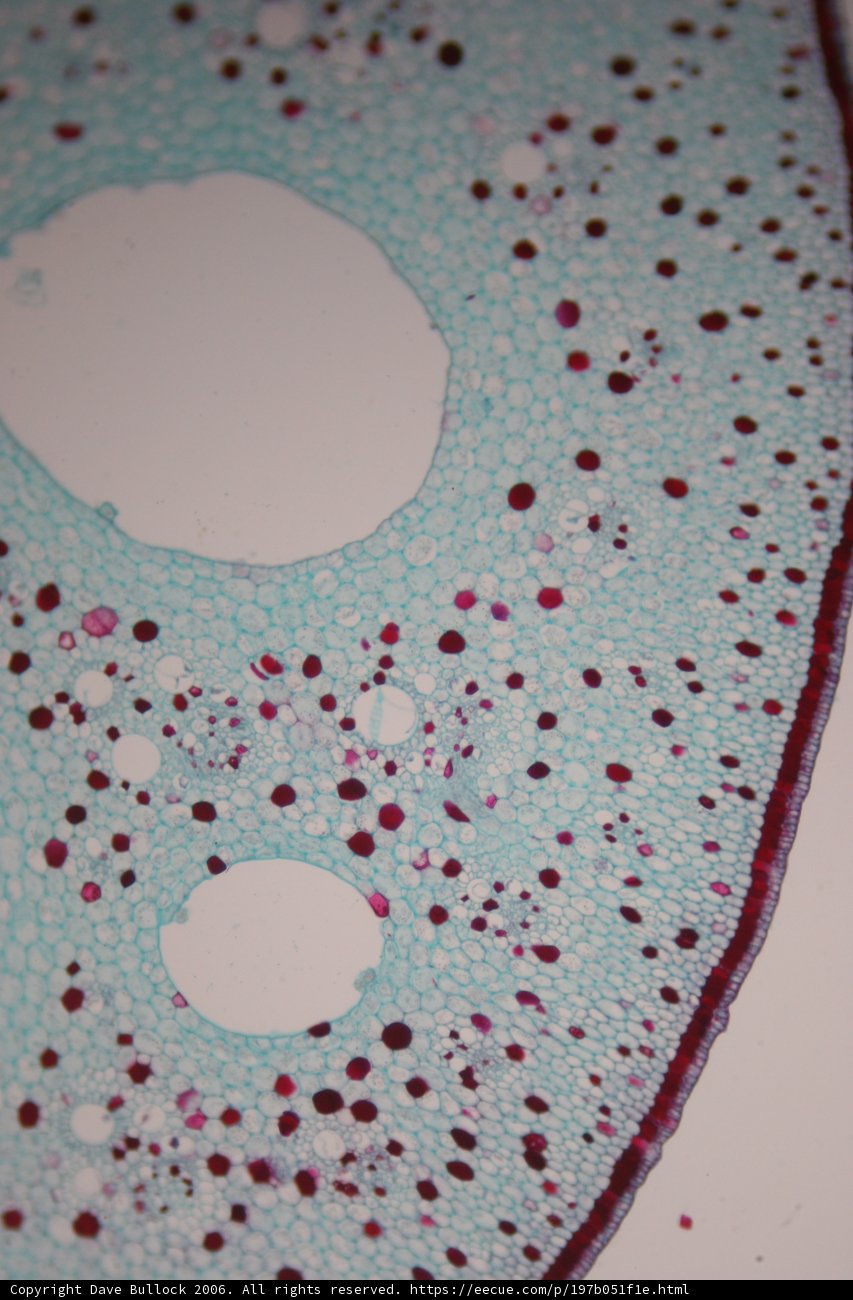 Intricate Patterns of a Plant Cell