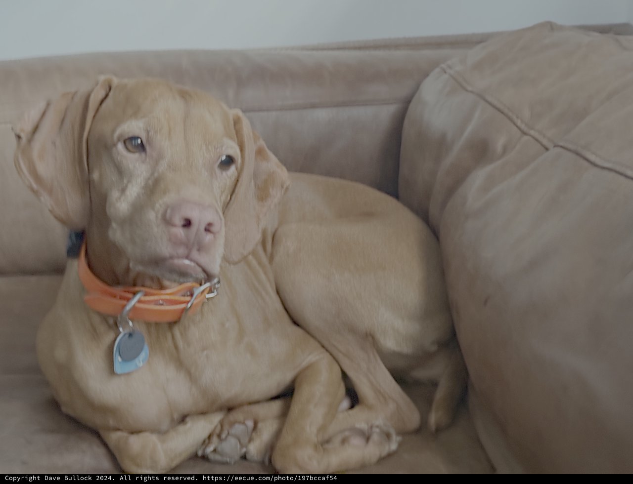 Relaxed Dog Resting Comfortably on Beige Sofa