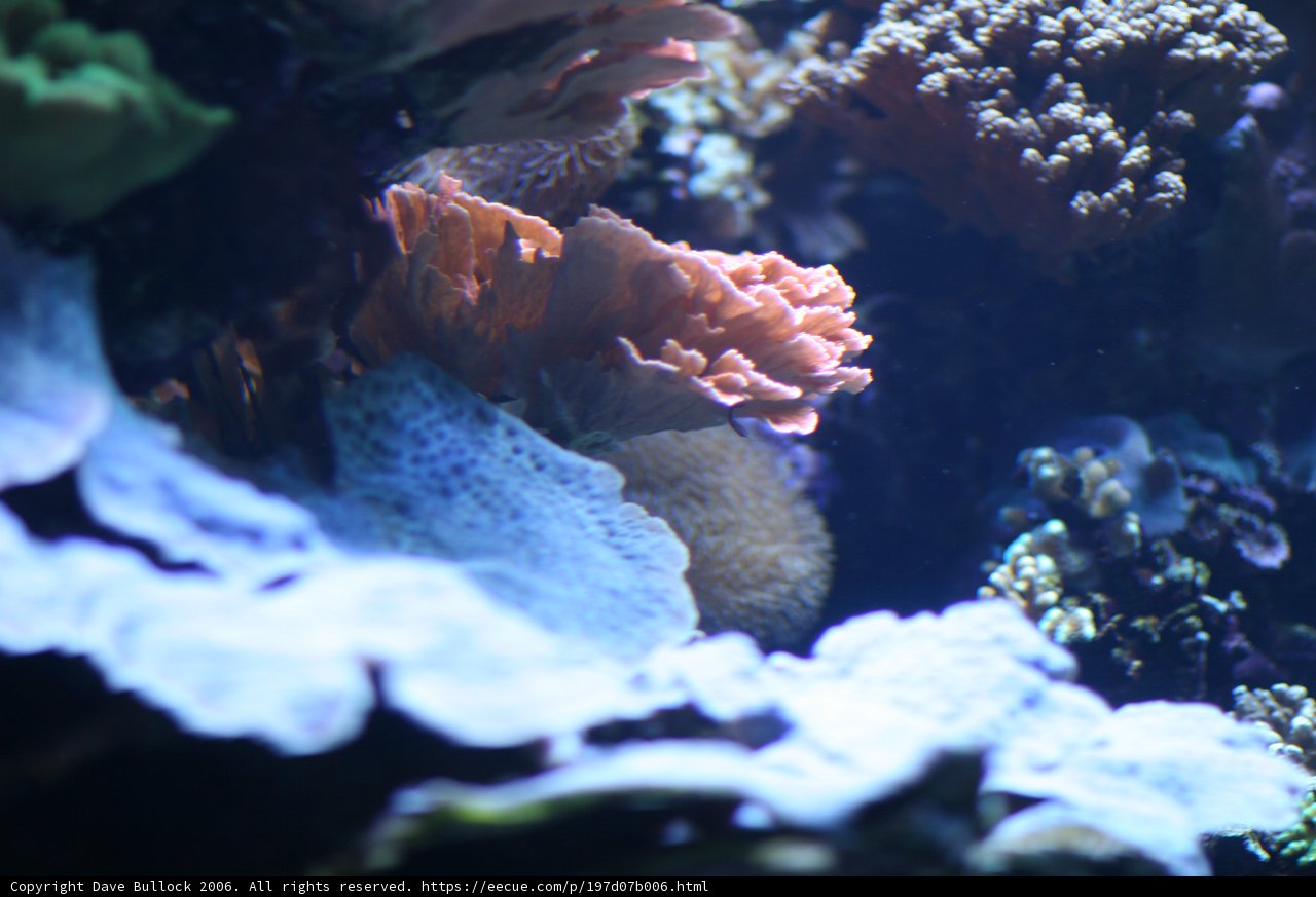 Vibrant Coral Reef Wonderland