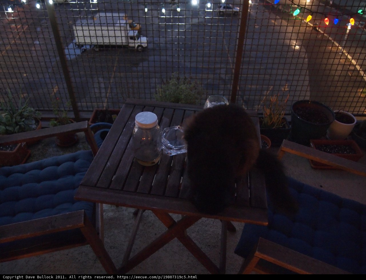 Feline on Furniture