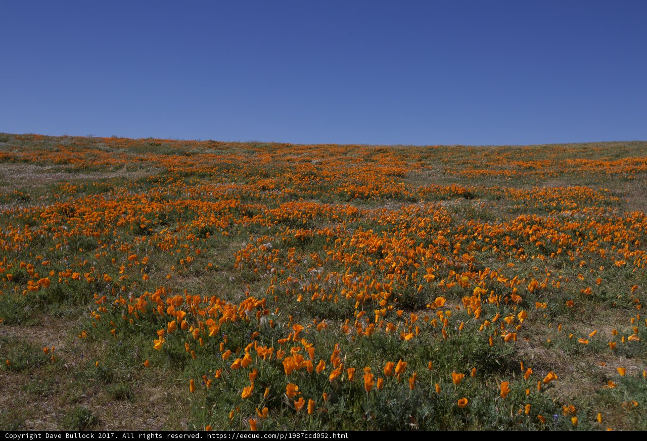 Golden Blanket of Blooms