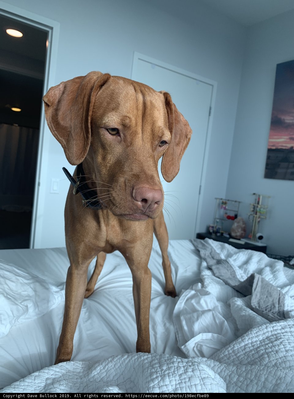 Cozy Canine
