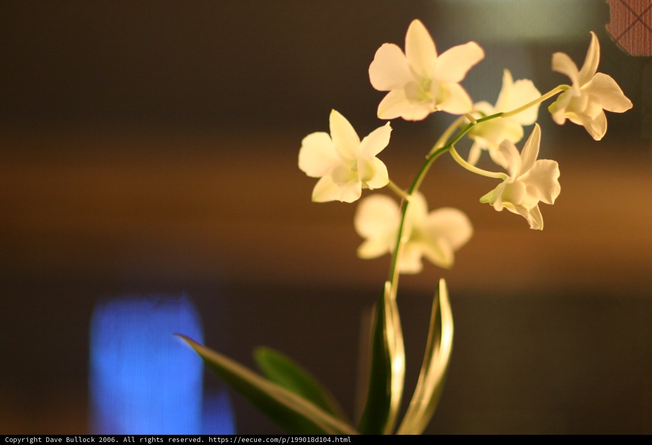Elegant White Orchid in Vase