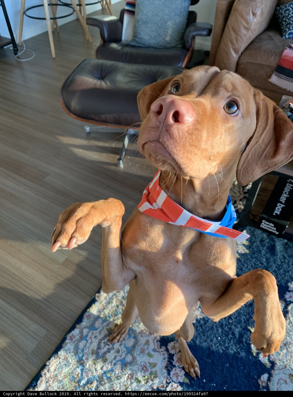 Four-Legged Floor Model