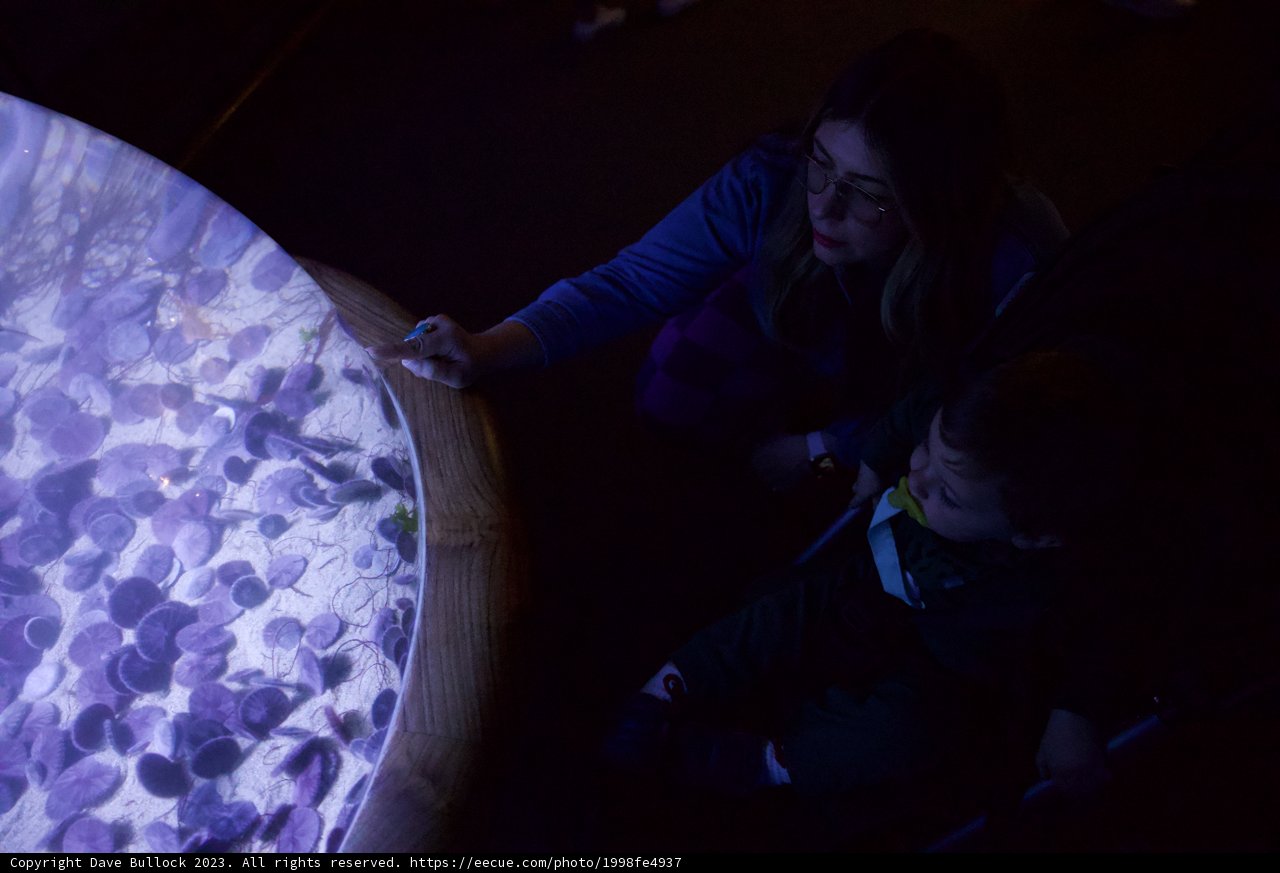 Underwater Wonders: A Day at Monterey Bay Aquarium