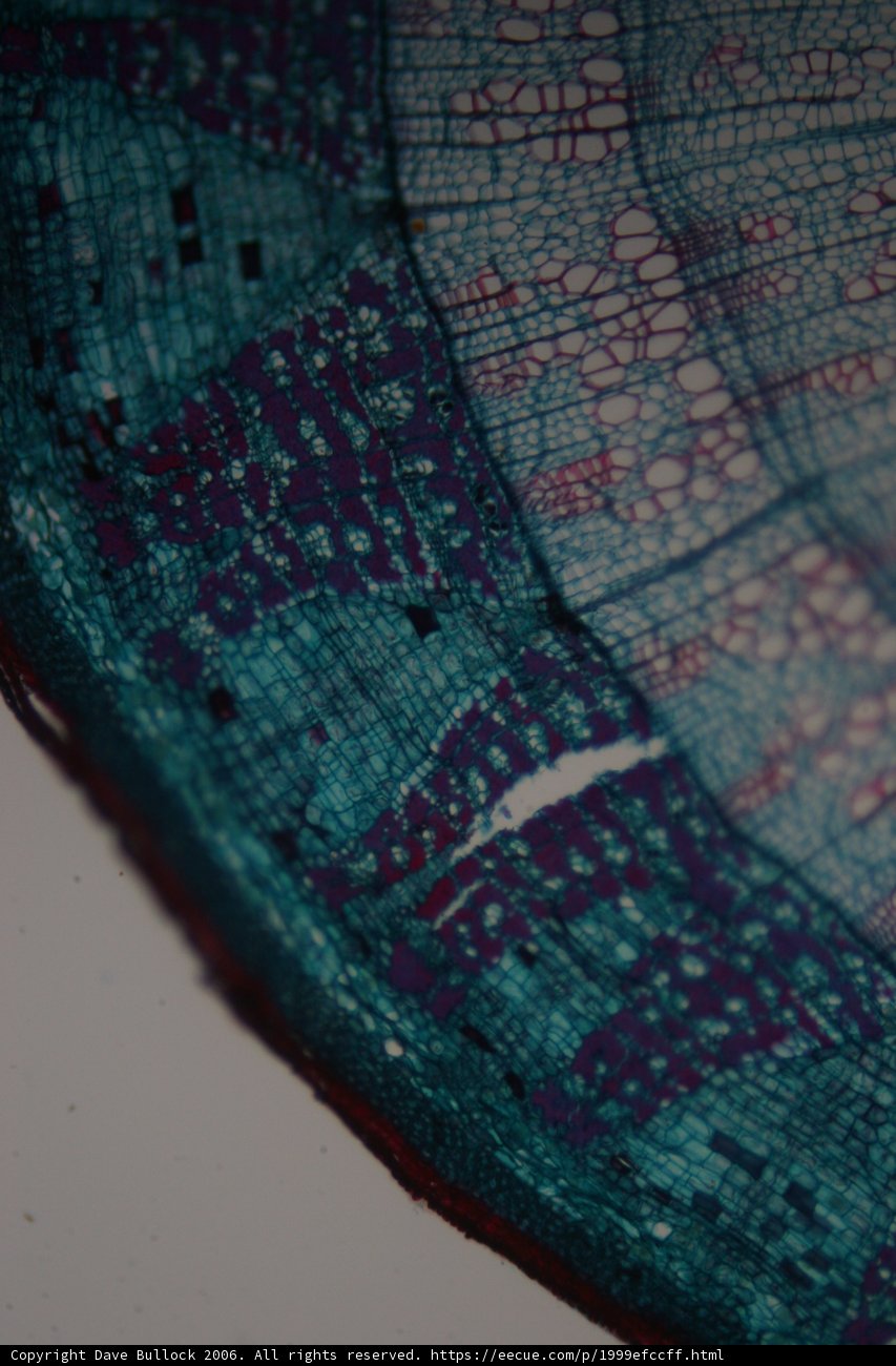 Blue Plate with Intricate Pattern