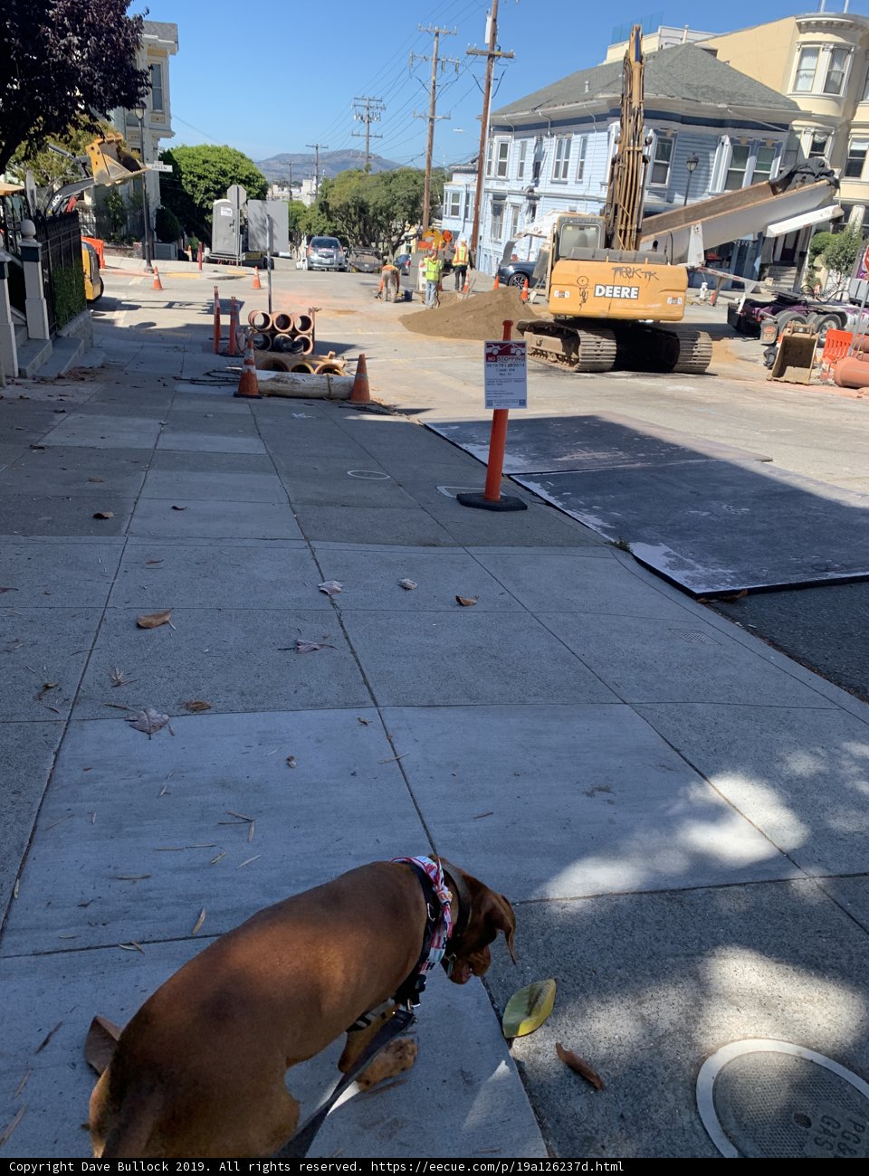 Dog on a Sidewalk in a Busy City Construction Site