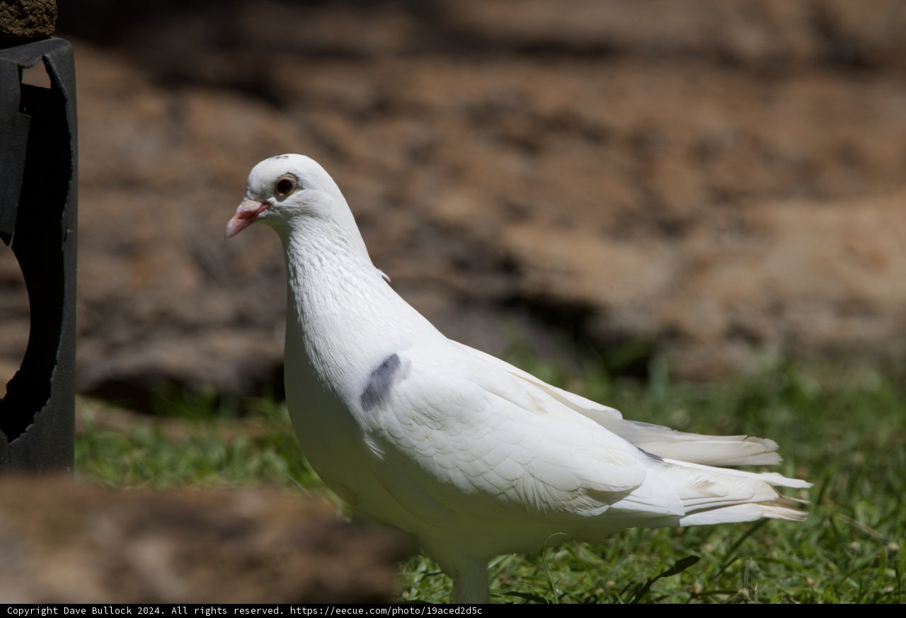 Serene Stroll - White Dove in Honolulu Zoo