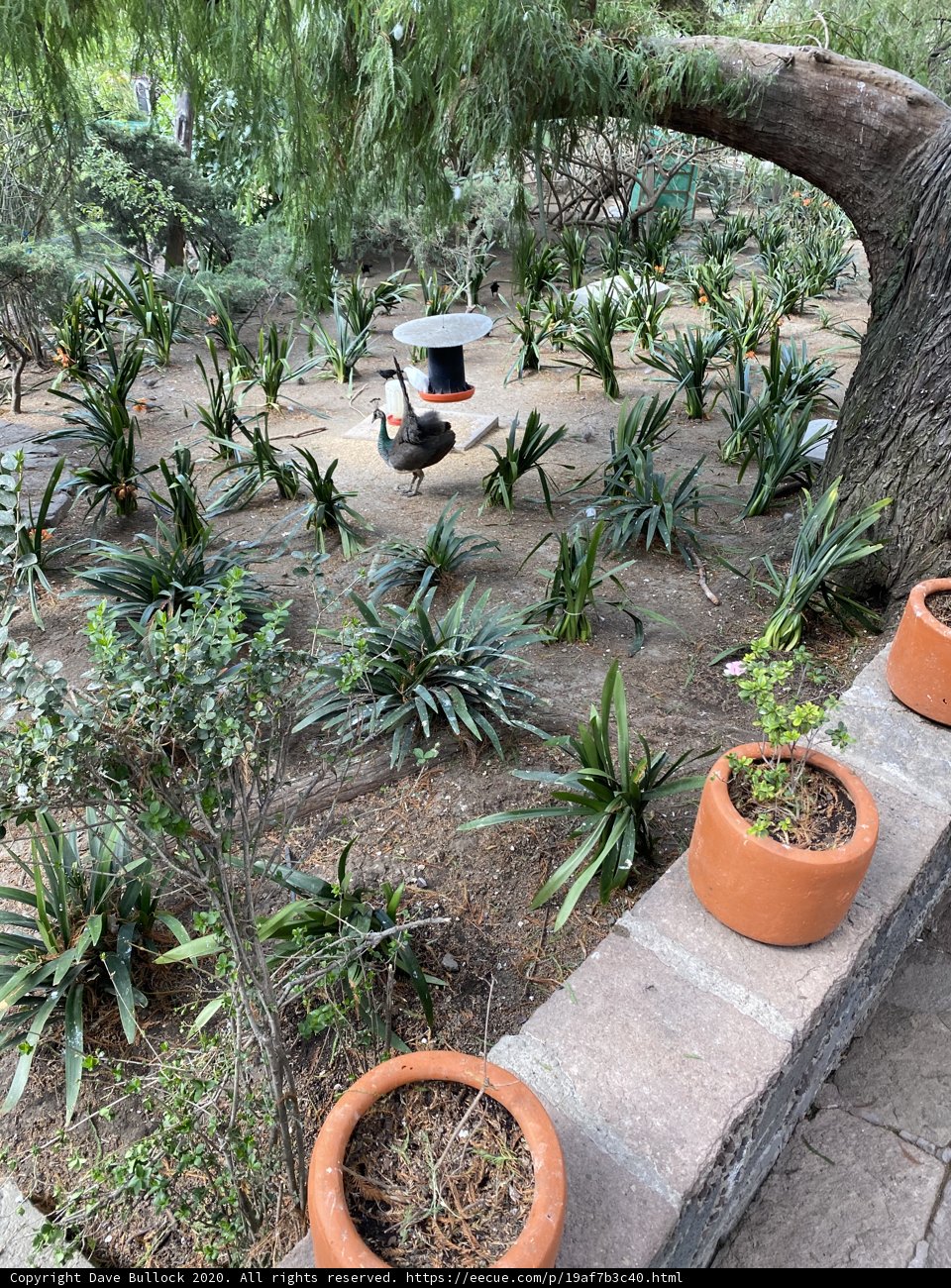 A Garden on a Tree