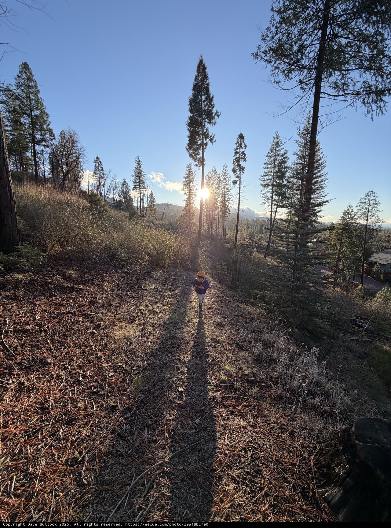 Child Walks Toward Golden Sunset Through Pine Forest