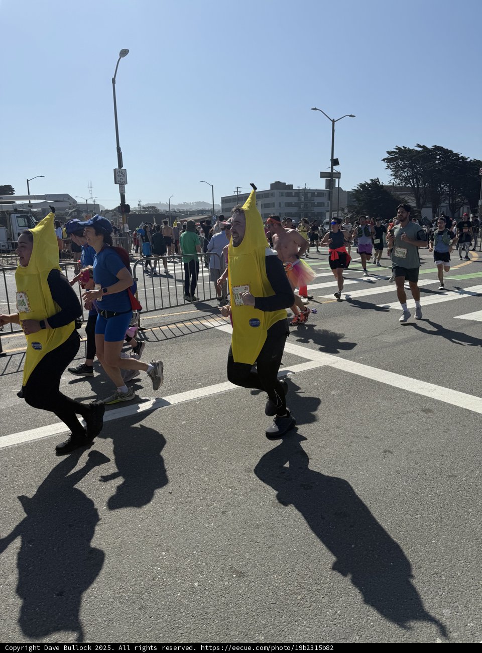 Banana Brigade at the Bay