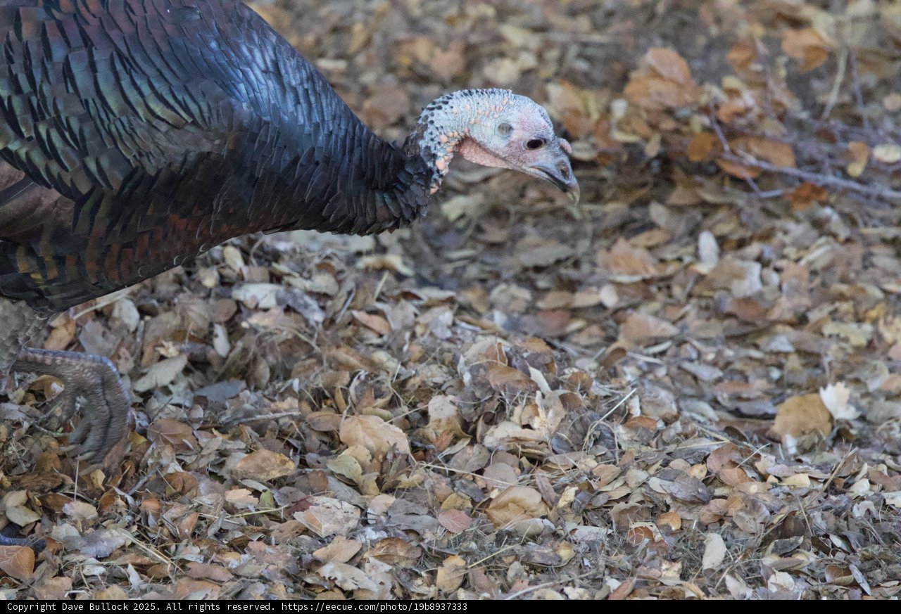 Wild Turkey in Autumn Forage