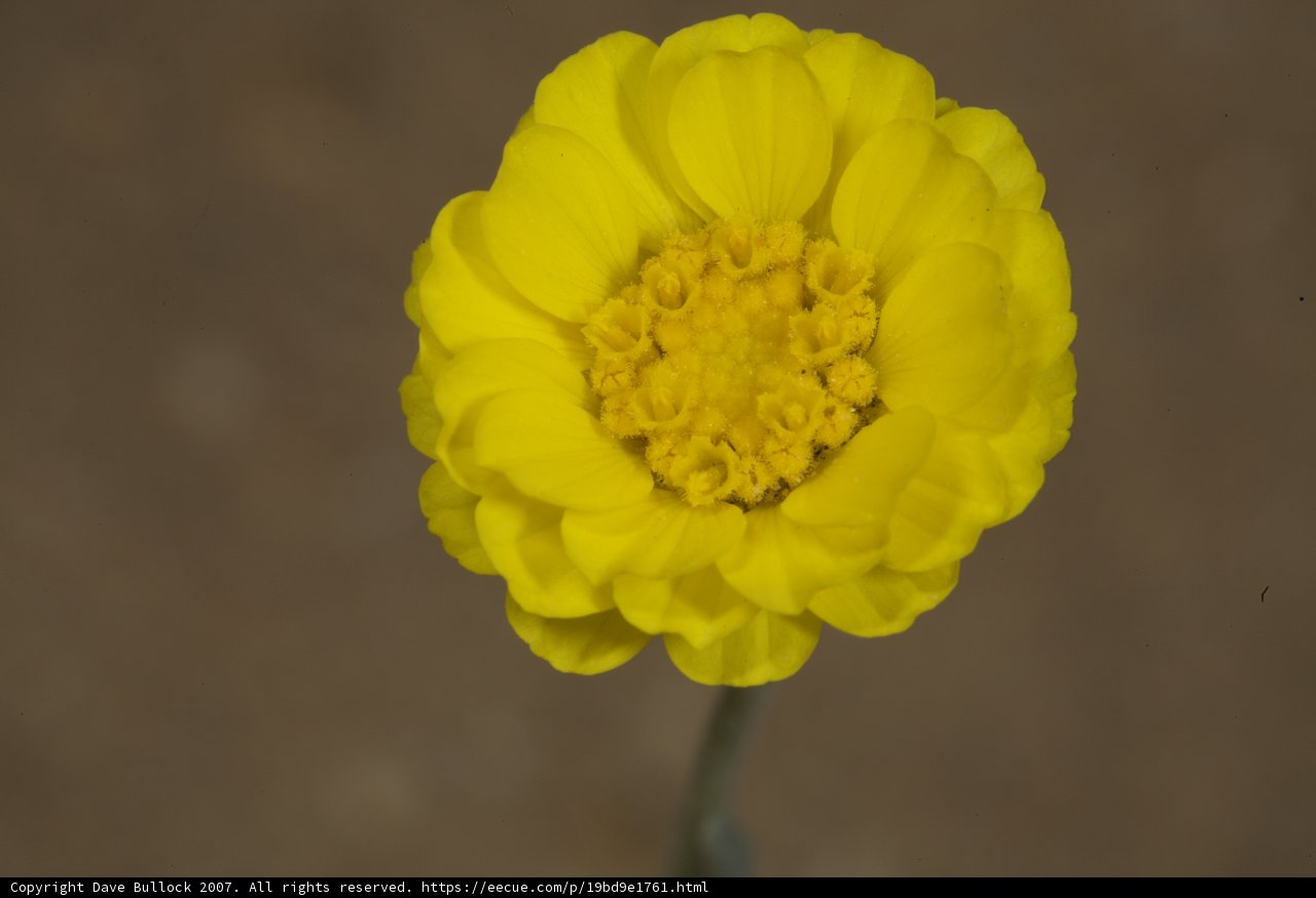 Desert Daisy