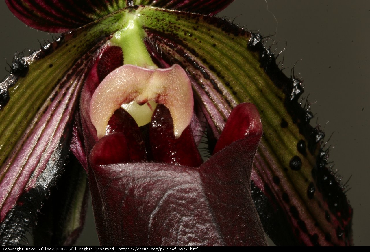 The Hungry Orchid