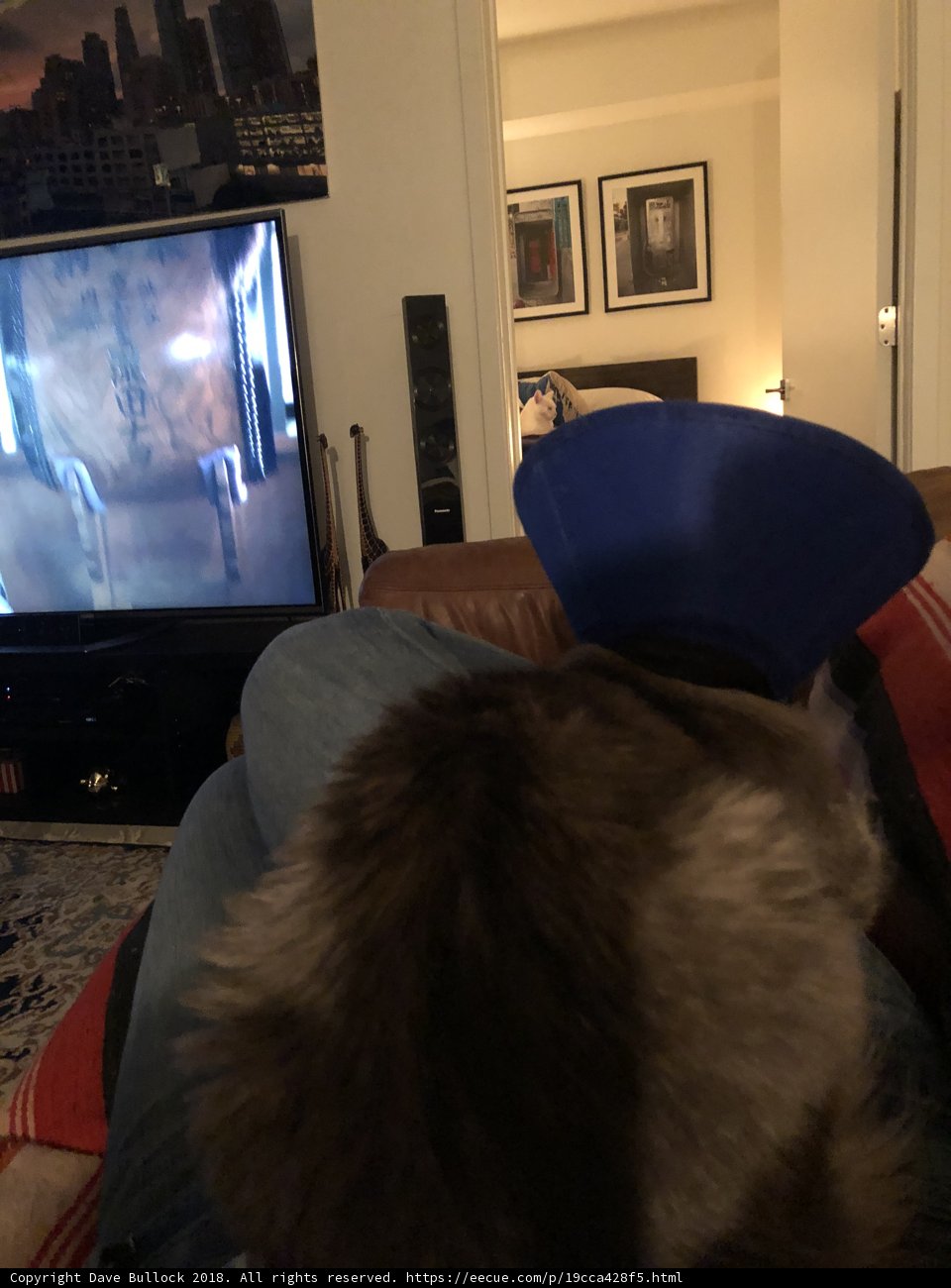 Feline Fashionista