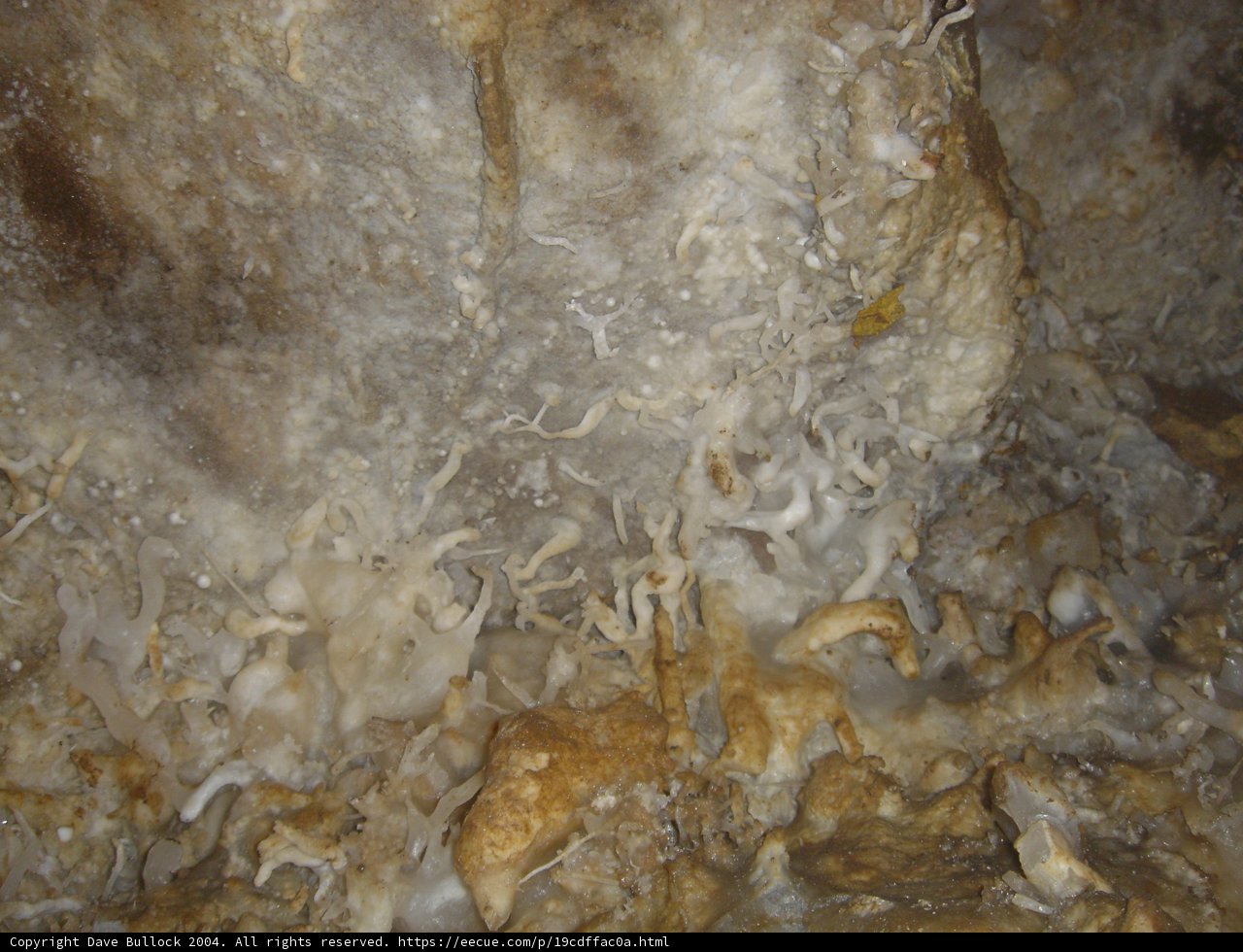 Exploration of an Arthropod-Filled Cave