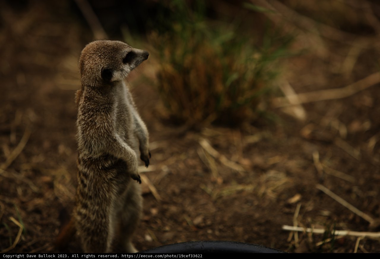 Meerkat Patrol at Oakland Zoo