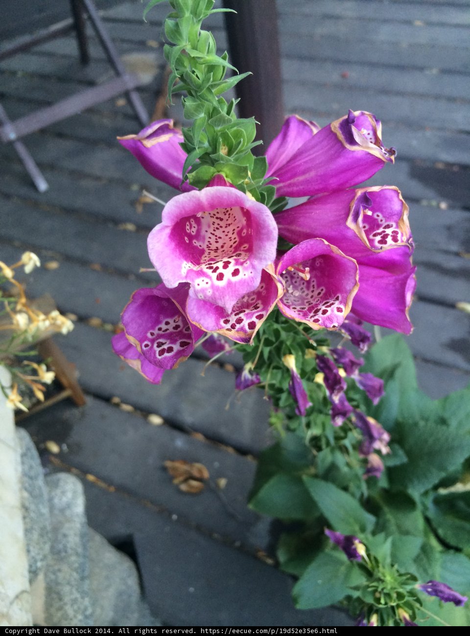 Purple Petals on a Wooden Deck