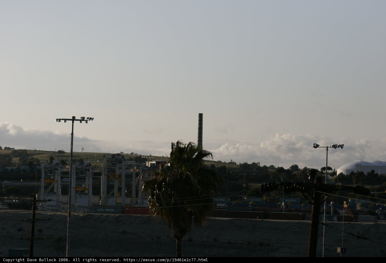 Palm Tree in the Urban Skyline