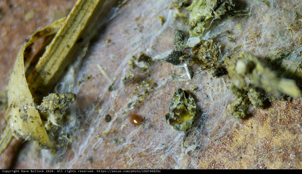 Macro World: Spider Web Debris Field Close-Up