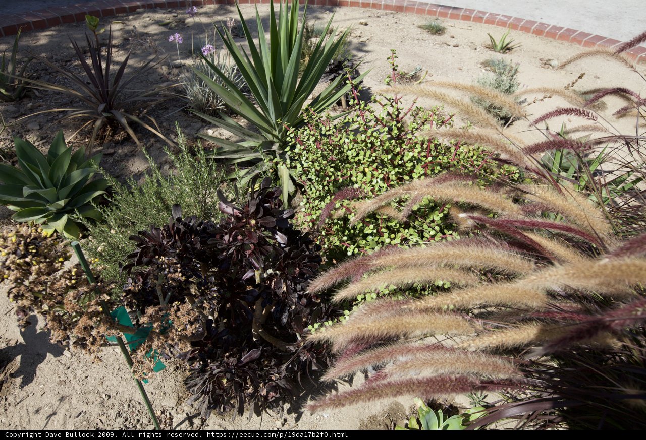 Serene Garden of Agavaceae Plants