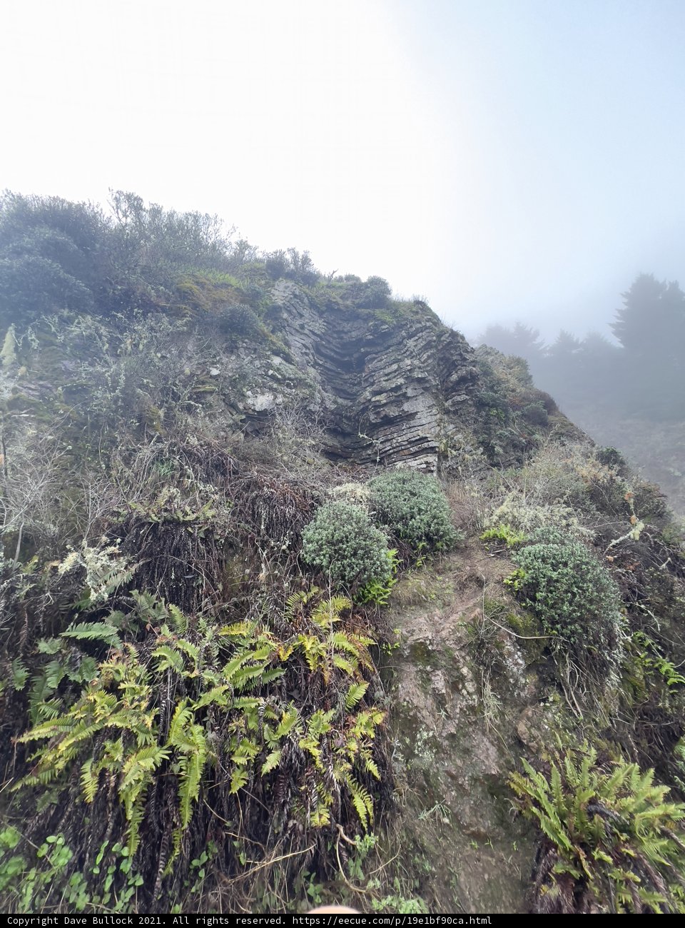 Rocky Hillside with Lush Vegetation