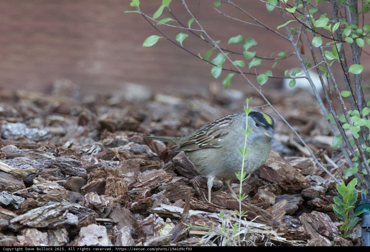 Sparrow in Springtime Splendor