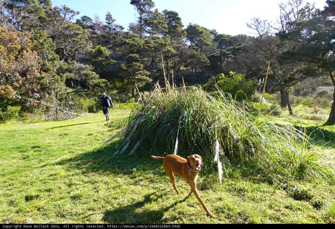Playful Pup in a Field of Green