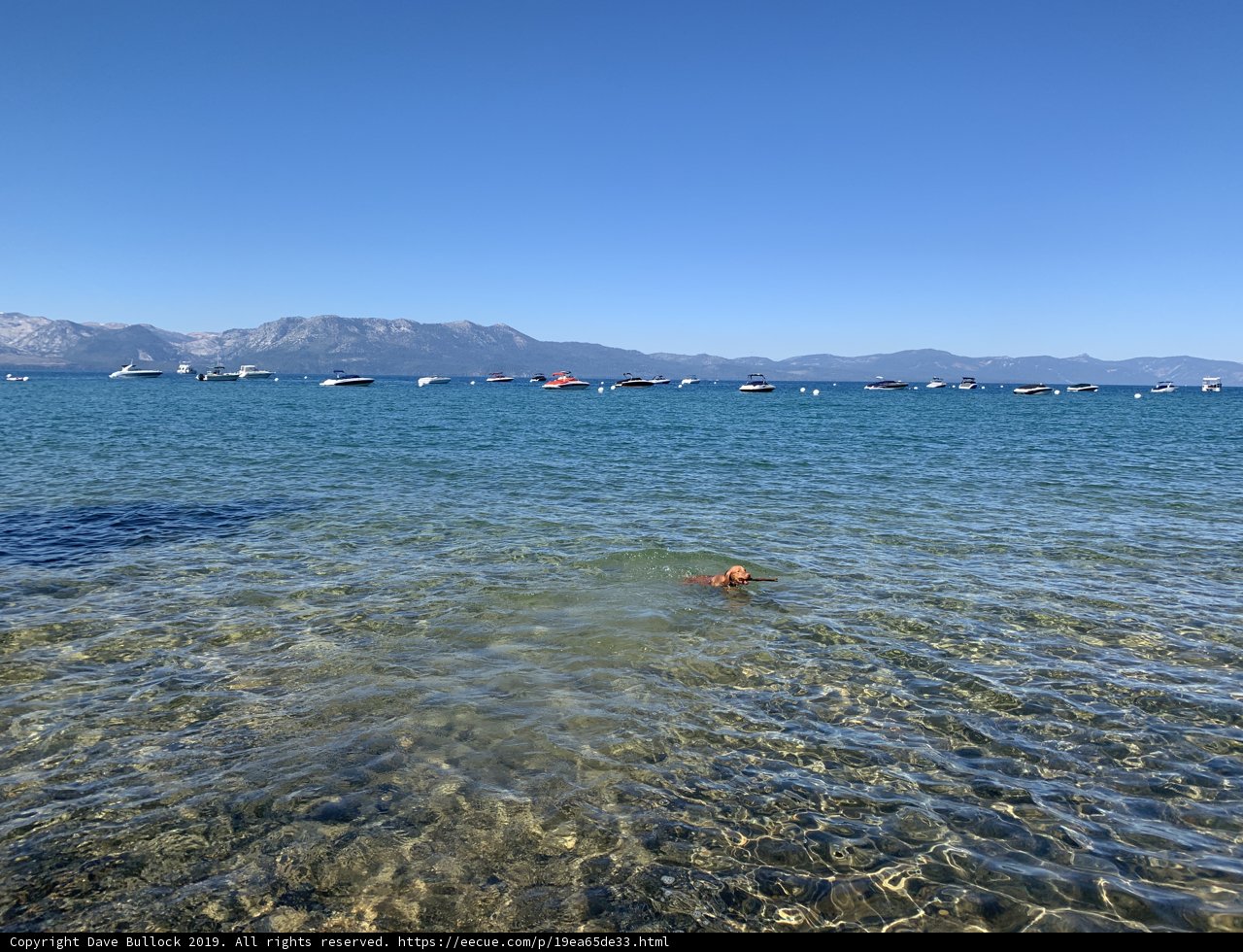 Serene Swimming