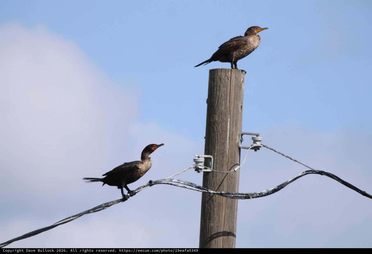 Two Cormorants Perched on Weathered Utility Pole