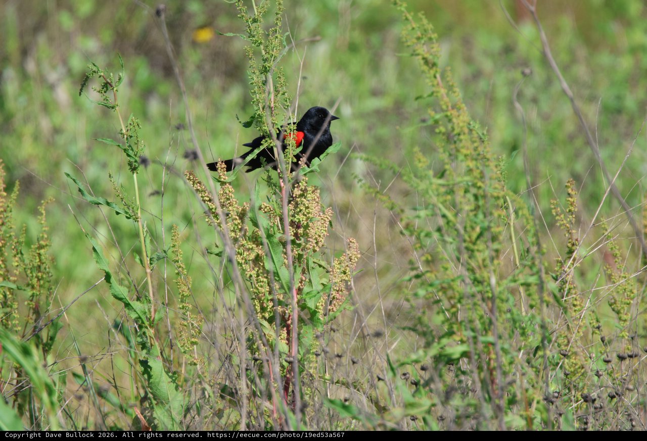 Red-winged Blackbird Perched Among Prairie Grasses