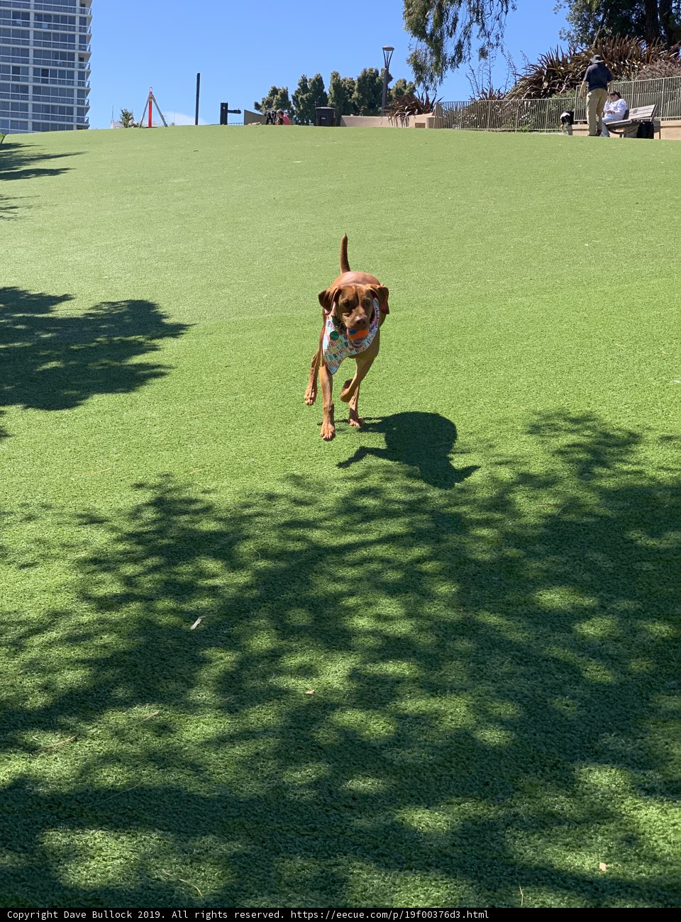 The Joy of Running Free