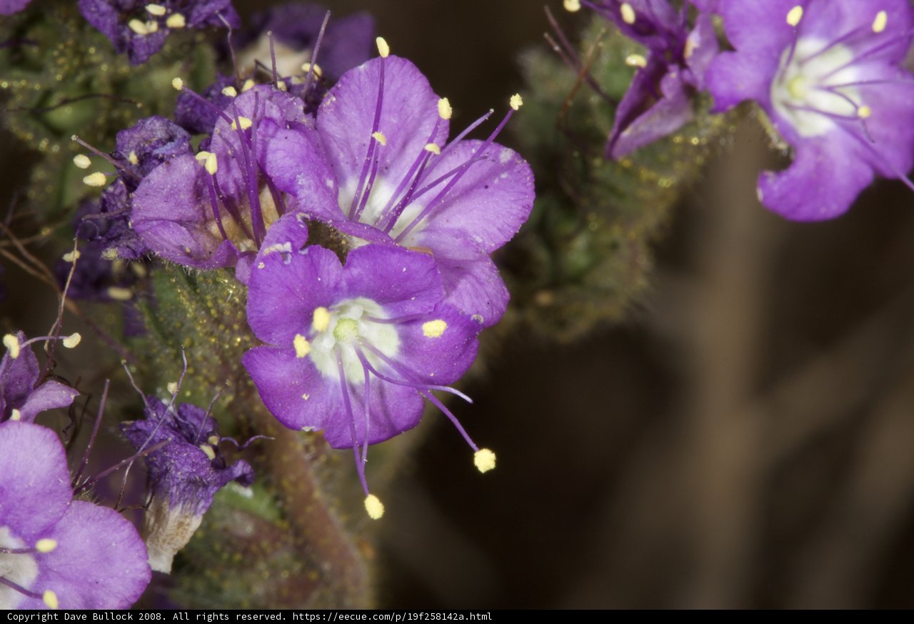Purple Geranium Flowers Blooming in the Desert