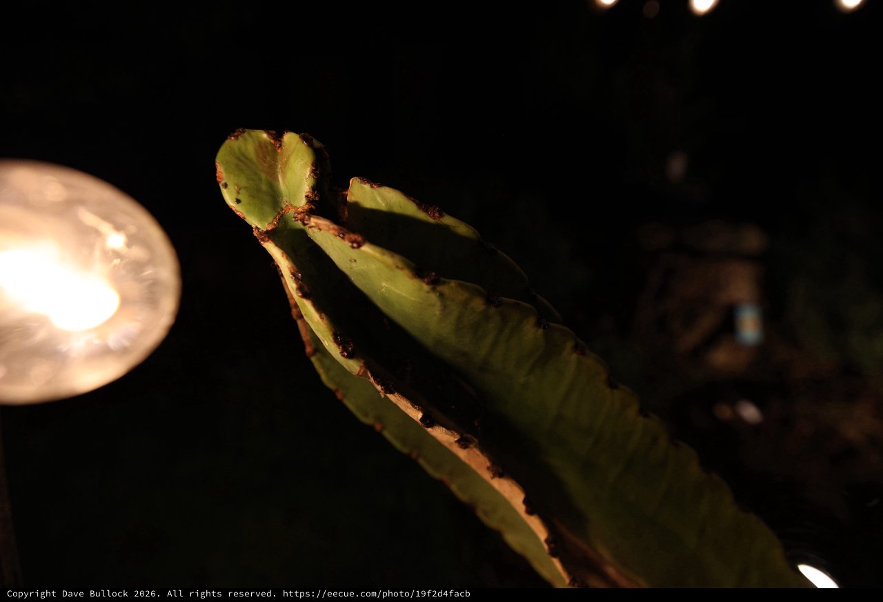 Succulent Plant Growth Illuminated at Night