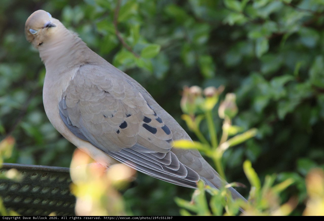Mourning Dove Perched Among Garden Foliage