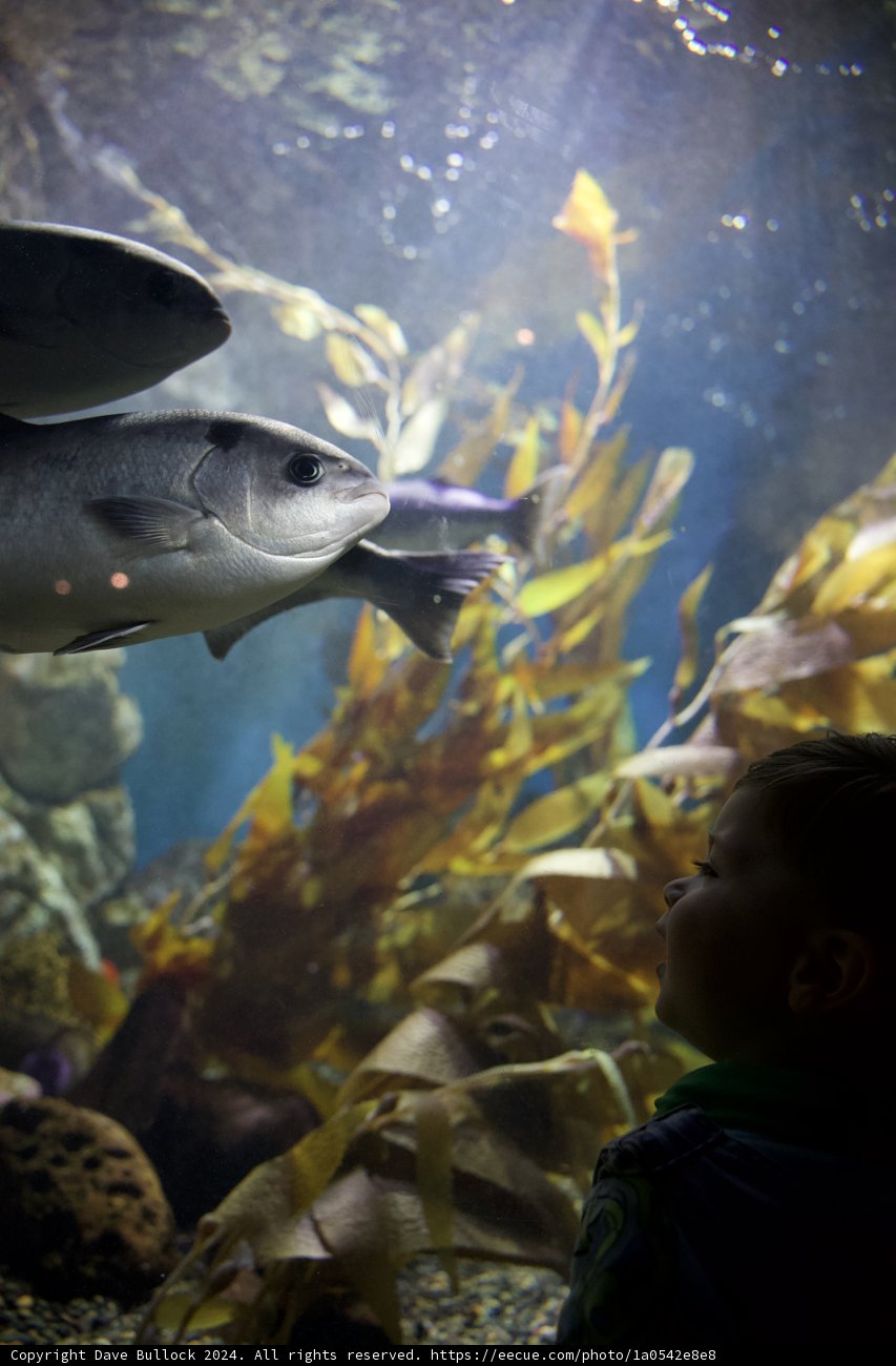 Young Explorer's Underwater Adventure