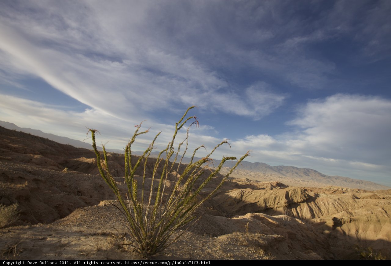 Desert Flora against a Blue Sky