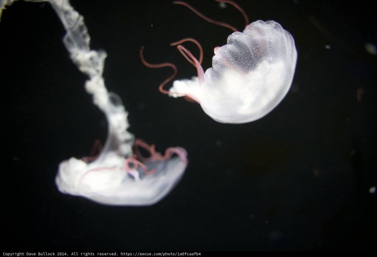 Dance of the Jellyfish