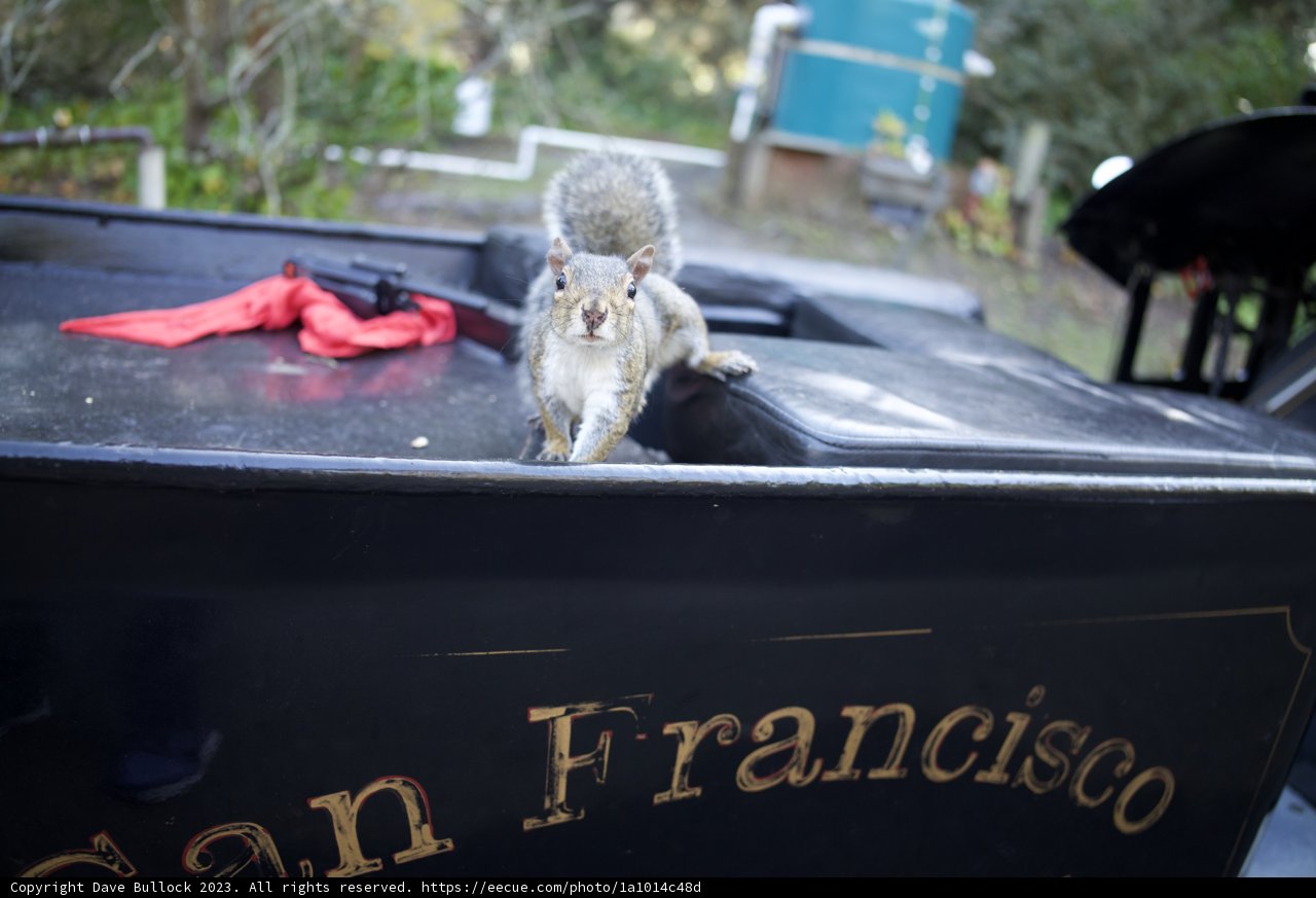 The Sentry Squirrel of SF Zoo