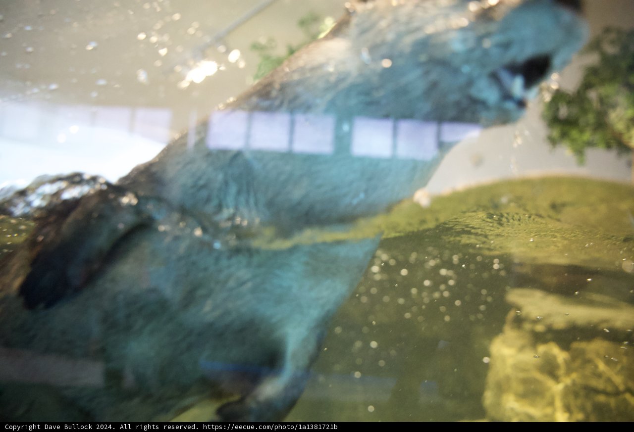 Otterly Enchanting Swim